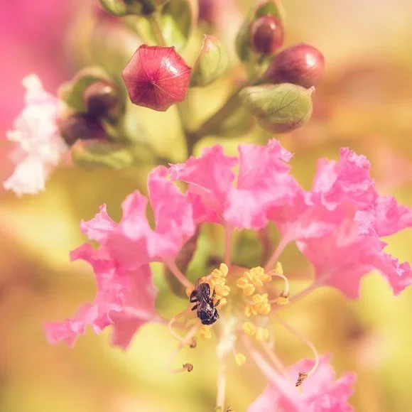Art Photo 8x10 Bee Wildflowers - Picture 1 of 1